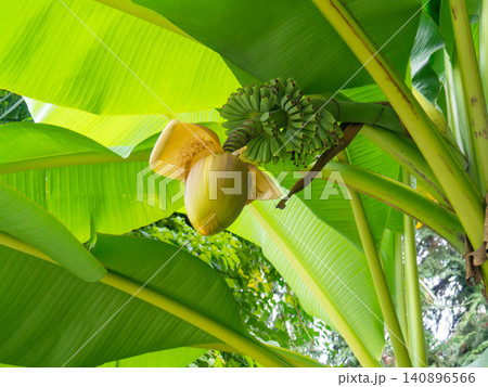 Musa Basyo flower. Tropical tree bud.Leaves background. Japanese banana bush Musa Basyo flower. Tropical tree bud.Leaves background. Japanese banana bush 140896566
