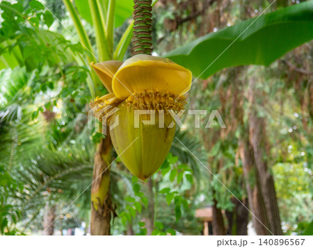 Musa Basyo flower. Tropical tree bud.Leaves background. Japanese banana bush Musa Basyo flower. Tropical tree bud.Leaves background. Japanese banana bush 140896567