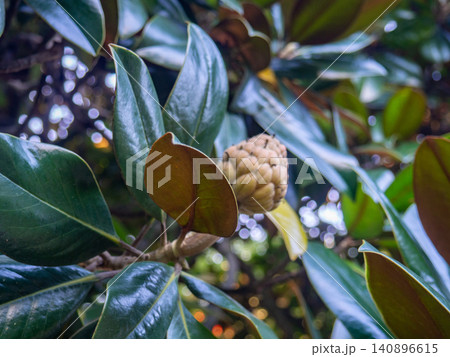 Magnolia cones. Fruits of the magnolia tree. Dense leaves. Magnolia cones. Fruits of the magnolia tree. Dense leaves. 140896615