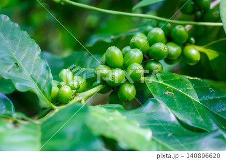 Green coffee beans on a coffee tree in the garden Green coffee beans on a coffee tree in the garden 140896620