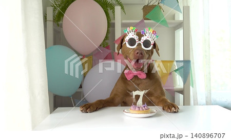 Cute dog with a small cake and candle Cute dog with a small cake and candle 140896707