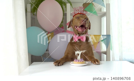 Cute dog with a small cake and candle Cute dog with a small cake and candle 140896708