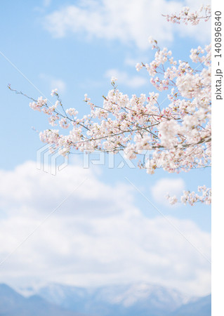 満開の桜と青空(オールドレンズ撮影) 満開の桜と青空(オールドレンズ撮影) 140896840