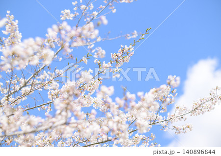 満開の桜と青空(オールドレンズ撮影) 満開の桜と青空(オールドレンズ撮影) 140896844