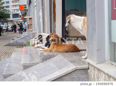 Stray dogs on the porch. Dogs play in the city in the garbage. Stray dogs on the porch. Dogs play in the city in the garbage. 140896976