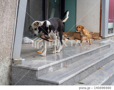 Stray dogs on the porch. Dogs play in the city in the garbage. Stray dogs on the porch. Dogs play in the city in the garbage. 140896980