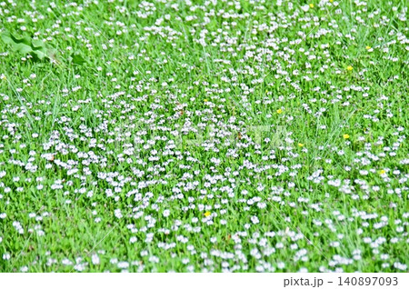 地面を覆うヒメイワダレソウの小さな花 140897093