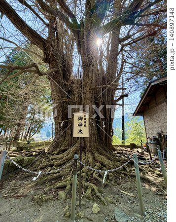 光が差し込む山寺の大イチョウ 140897148