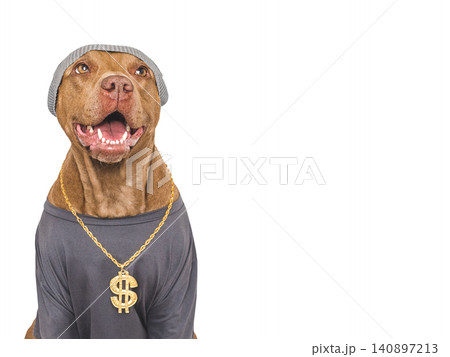 Cute brown dog with gold dollar sign necklace 140897213