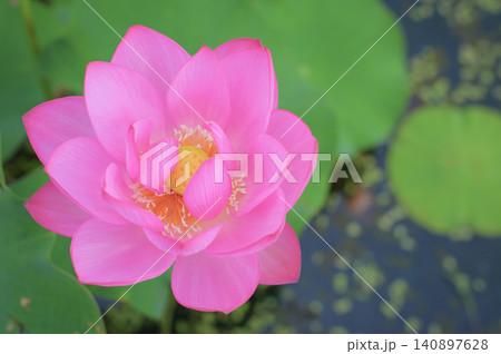 ハスの花 花托と雄しべのクローズアップ ハスの花 花托と雄しべのクローズアップ 140897628