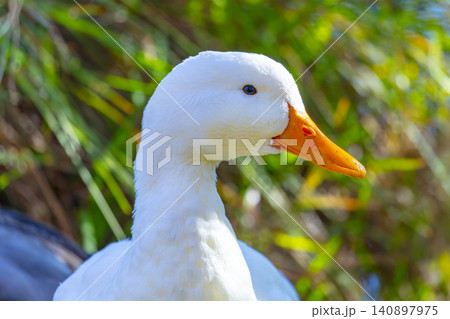 A close up portrait of the head of a white Aylesbury Duck in the Blue Mountains A close up portrait of the head of a white Aylesbury Duck in the Blue Mountains 140897975