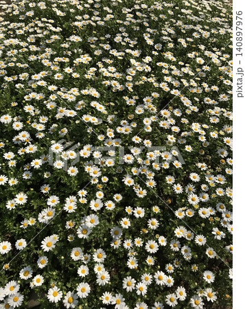 Dense Field of White Daisies with Yellow Centers in Full Bloom, High Angle View 140897976