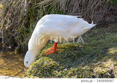 A white Aylesbury Duck foraging for food in a lake in the Blue Mountains A white Aylesbury Duck foraging for food in a lake in the Blue Mountains 140898067