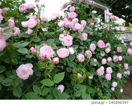 ヴェルニー公園 薔薇 ヴェルニー公園 薔薇 140898397