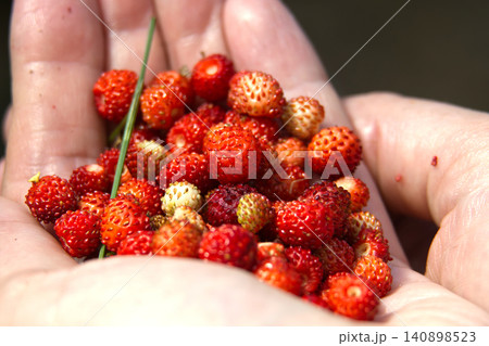 Hand Holding Fresh Wild Strawberries From Woodland Patch Closeup Summer Fruit Snack Hand Holding Fresh Wild Strawberries From Woodland Patch Closeup Summer Fruit Snack 140898523