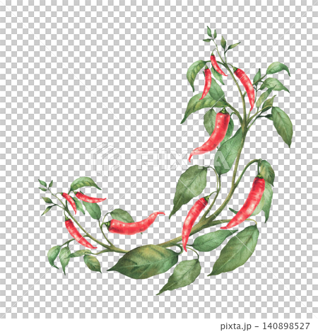 Hot Chili pepper plant semicircular frame. Watercolor painting of red pods, green leaves on the vegetables branch. Botanical realistic illustration, circle template for gardening, food spicy. Isolated Hot Chili pepper plant semicircular frame. Watercolor painting of red pods, green leaves on the vegetables branch. Botanical realistic illustration, circle template for gardening, food spicy. Isolated 140898527
