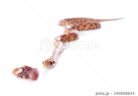 corn snake corn snake 140898643