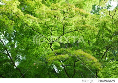 公園の新緑の樹木 公園の新緑の樹木 140898829