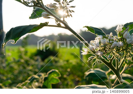 White eggplant flowers glowing warm sunrise light green leaves soft blurred farmland background highlighting natural growth fresh agriculture organic cultivation White eggplant flowers glowing warm sunrise light green leaves soft blurred farmland background highlighting natural growth fresh agriculture organic cultivation 140899005