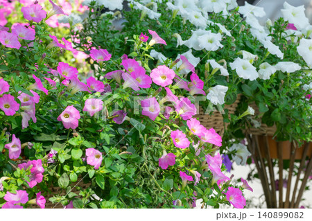 Blooming pink white petunia flowers lush garden baskets creating colorful floral display fresh green foliage ideal for landscaping spring decoration nature 140899082
