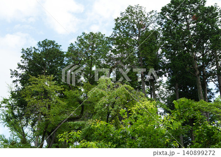 公園の新緑の樹木 公園の新緑の樹木 140899272