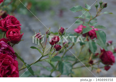 Dark red rose buds and flowers blooming on a bush Dark red rose buds and flowers blooming on a bush 140899358