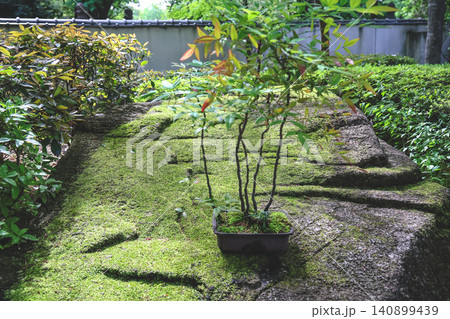 April 25 2026 Moss Covered Stone Garden With Potted Shrine Plant April 25 2026 Moss Covered Stone Garden With Potted Shrine Plant 140899439
