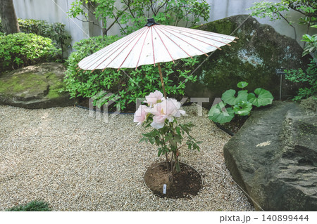 April 25 2026 Pink Peony Flower Sheltered By Traditional Garden Umbrella April 25 2026 Pink Peony Flower Sheltered By Traditional Garden Umbrella 140899444