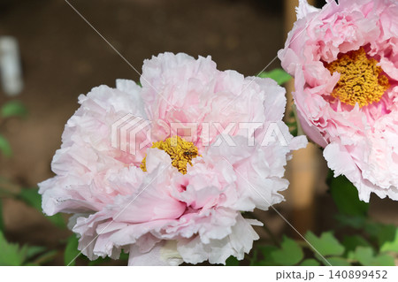 April 25 2026 Soft Pink Peony Blossom With Pollinating Insect April 25 2026 Soft Pink Peony Blossom With Pollinating Insect 140899452