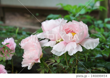 April 25 2026 Soft Pink Peony Blossom With Pollinating Insect 140899454