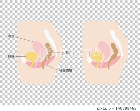 女性骨盤の断面図イラスト(子宮・膀胱・腸・骨盤底筋) 女性骨盤の断面図イラスト(子宮・膀胱・腸・骨盤底筋) 140899468