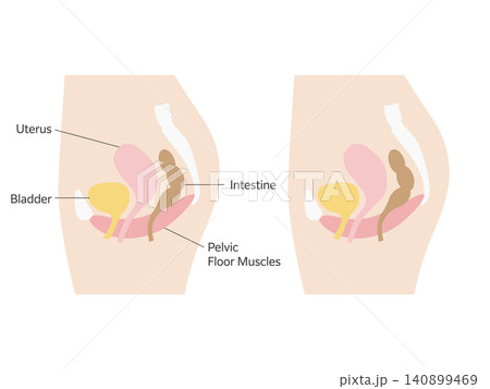 Female Pelvic Anatomy Cross‑Section Illustration  140899469