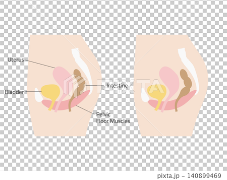 Female Pelvic Anatomy Cross‑Section Illustration  140899469