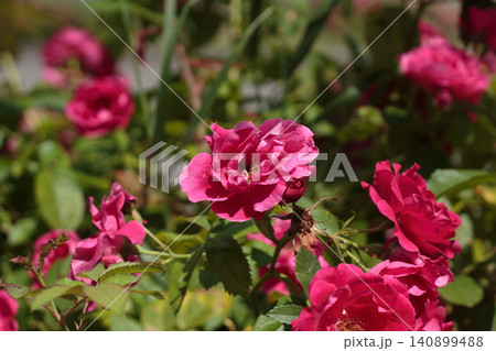 Beautiful pink roses bush in full bloom Beautiful pink roses bush in full bloom 140899488