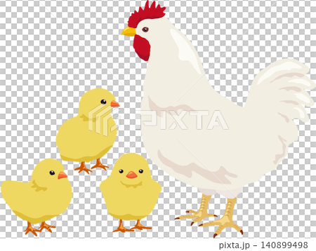 A chicken and three chicks A chicken and three chicks 140899498