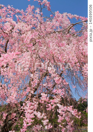 枝垂れ桜 八重紅枝垂 桜の花 青空背景 枝垂れ桜 八重紅枝垂 桜の花 青空背景 140899506