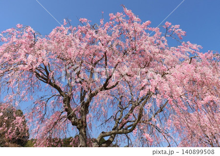 枝垂れ桜 八重紅枝垂 桜の花 青空背景 枝垂れ桜 八重紅枝垂 桜の花 青空背景 140899508