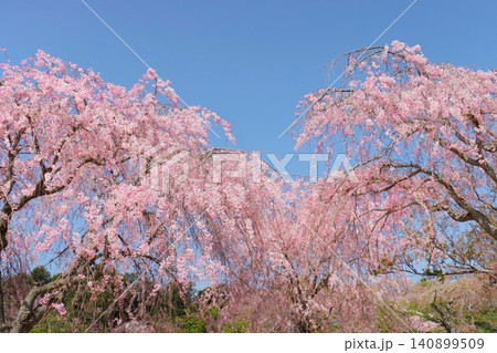 枝垂れ桜 八重紅枝垂 桜の花 青空背景 枝垂れ桜 八重紅枝垂 桜の花 青空背景 140899509