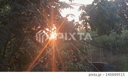 Bright evening sun shining through trees Bright evening sun shining through trees 140899515