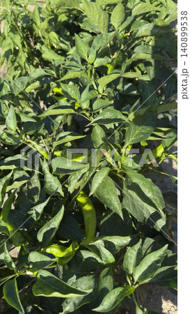 Green Chili Peppers on Bush in Agricultural Field, Close-up Green Chili Peppers on Bush in Agricultural Field, Close-up 140899538