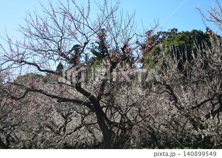 水戸の梅まつり 2026-3-12 #53 水戸の梅まつり 2026-3-12 #53 140899549