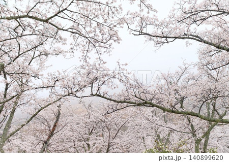 ソメイヨシノ 桜の花 満開 3月末 ソメイヨシノ 桜の花 満開 3月末 140899620