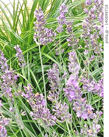 爽やかな自然光に包まれる紫色のラベンダーの花穂 爽やかな自然光に包まれる紫色のラベンダーの花穂 140899718