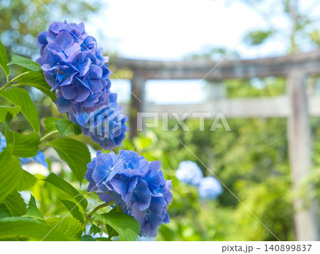 参道に咲く紫陽花 参道に咲く紫陽花 140899837