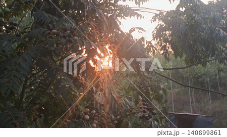 Close up dramatic sunbeams bursting through dense tree leaves 140899861