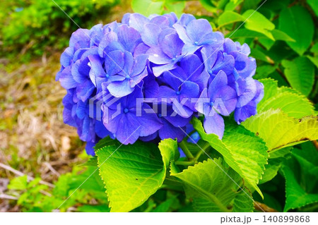 初夏に咲く青色の紫陽花の花 初夏に咲く青色の紫陽花の花 140899868