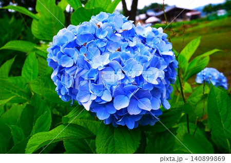 初夏に咲く青色の紫陽花の花 初夏に咲く青色の紫陽花の花 140899869