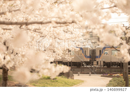 桜と高野線 桜と高野線 140899927