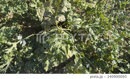 Watermelon Fruits and Leaves in Agricultural Field Close-up Watermelon Fruits and Leaves in Agricultural Field Close-up 140900093