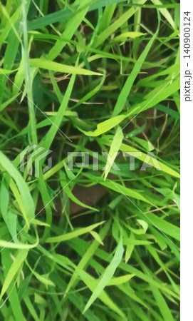 High angle detailed look at lush green growing grass stalks from above High angle detailed look at lush green growing grass stalks from above 140900124